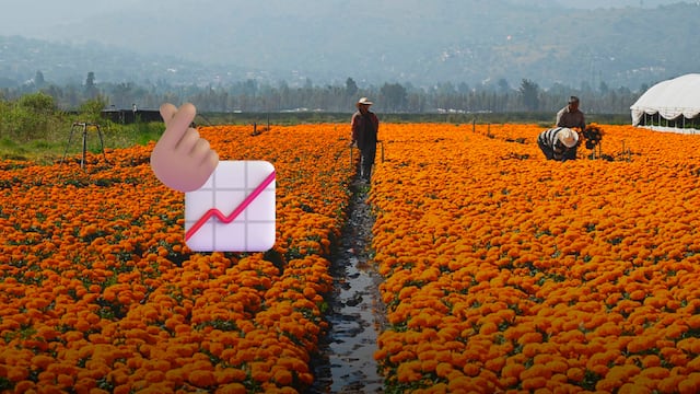 CDMX presume cosecha histórica de cempasúchil: 100 mil nuevas plantas