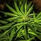 Marihuana: Consumo se relacionaría con la esquizofrenia, según estudio