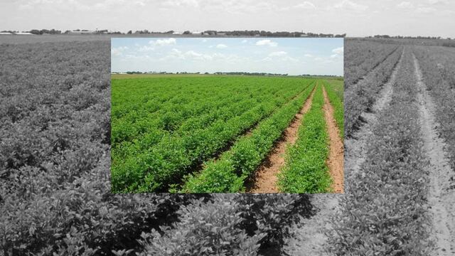 El grupo de profesores estuvo integrado por el Dr. José Guadalupe Loya Ramírez, el Dr. Sergio Zamora Salgado, Dr. Félix Alfredo Beltrán Morales, Dr. Francisco Higinio Ruiz Espinoza y el M. en P. Fernando de J. Carballo Méndez.