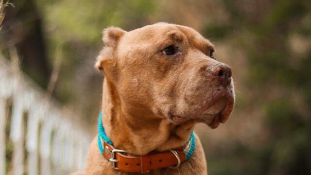 Muere perrito Max, que quiso defender a Ana Rosa en linchamiento de Taxco