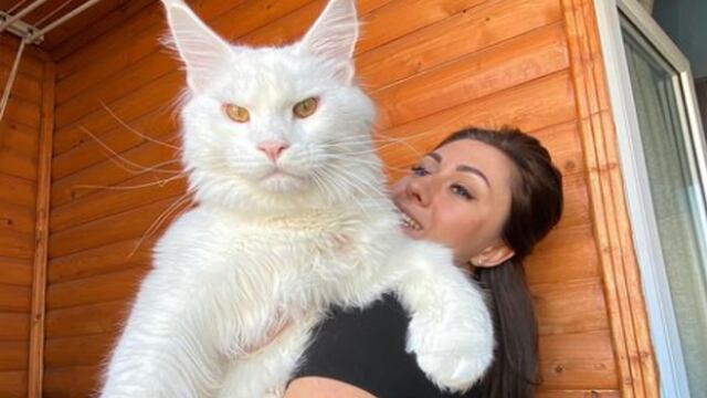Gato Gigante