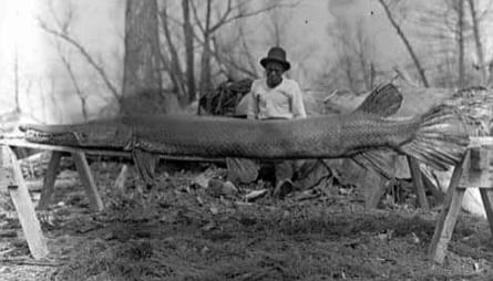 Pejelagarto gigante atrapado en 1910 en el río Misisipi.