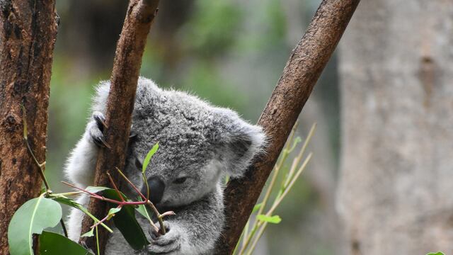 Liberan a koalas en Australia tras feroces incendios