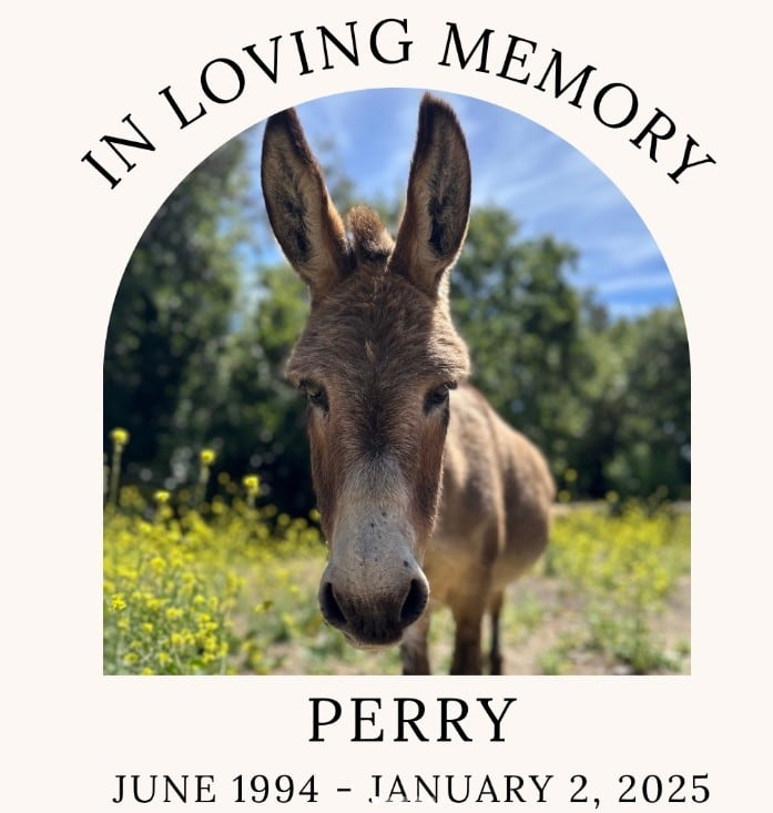 Perry, modelo de "Burro" en Shrek