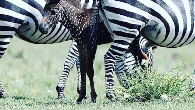 Cebra puntos lunares manchas Tina