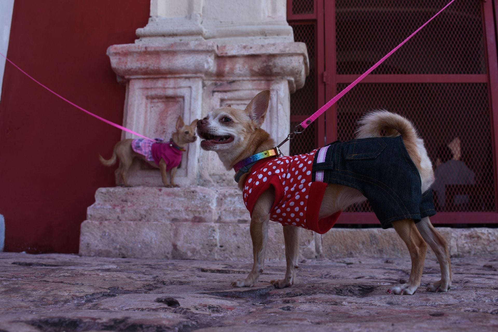 Perro Chihuahua.