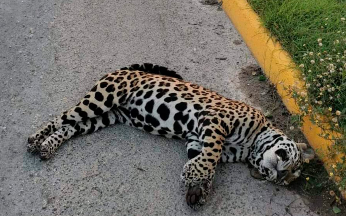 Jaguar muere atropellado en Quintana Roo