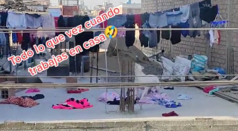 Perrito que descuelga la ropa