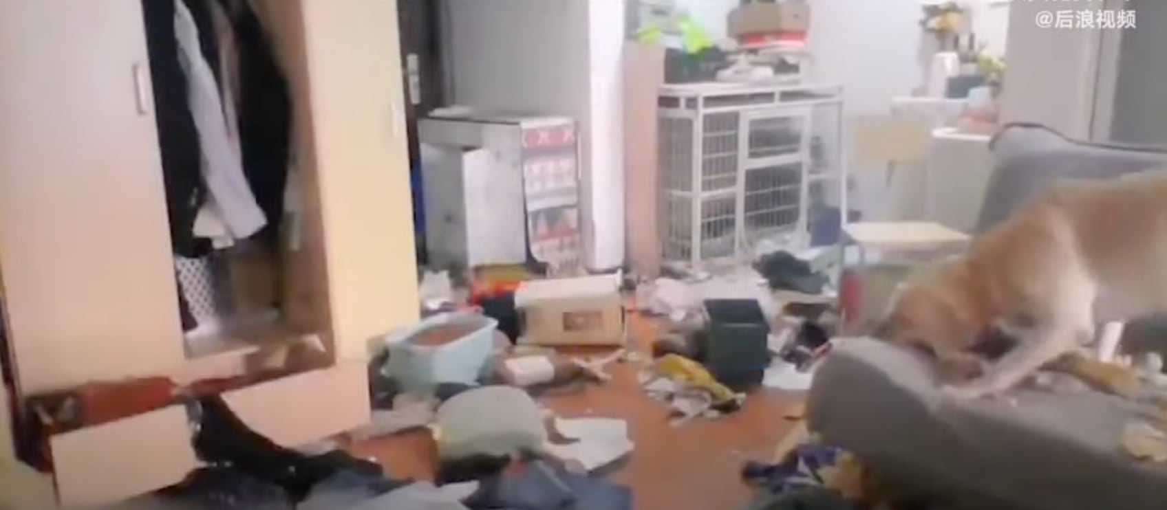 Perro destruyendo la casa