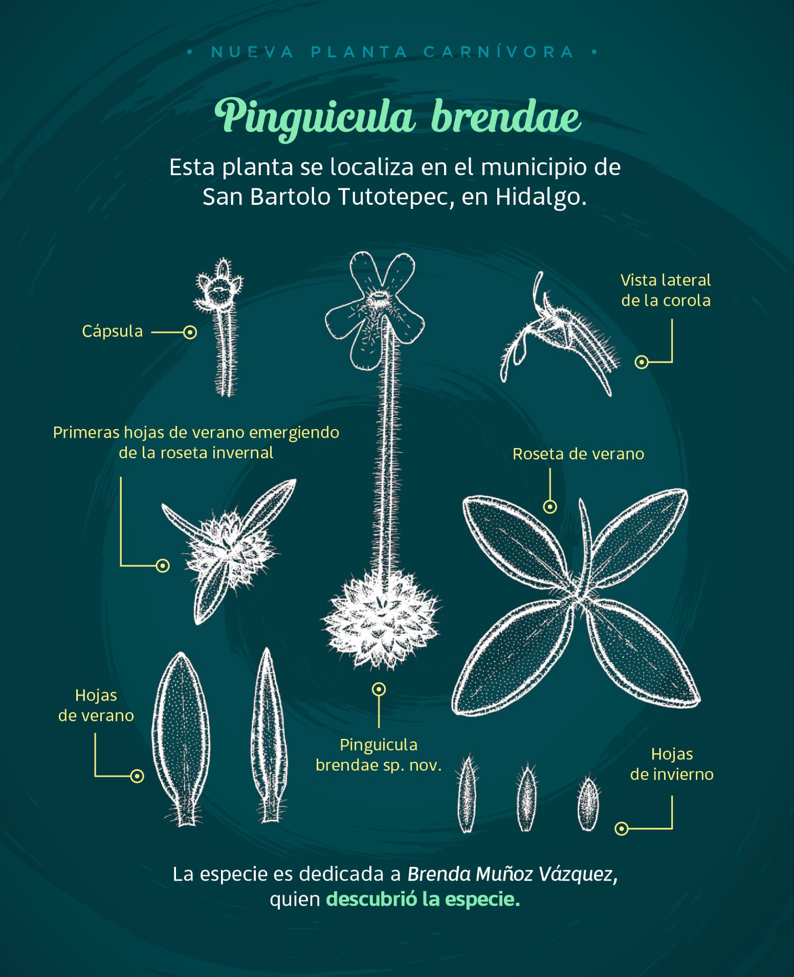 El hallazgo de Pinguicula brendae amplía el registro de plantas carnívoras en México