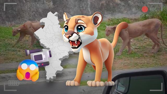 ¿Puma enfermo o jaguarundi? siguen dudas sobre video viral