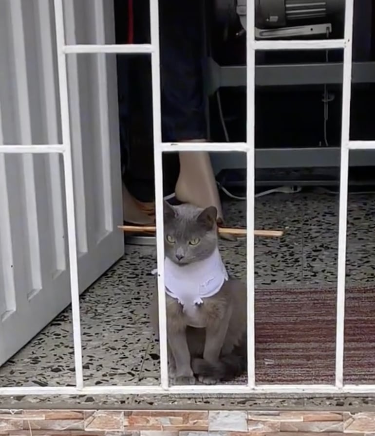 Gato encerrado en casa