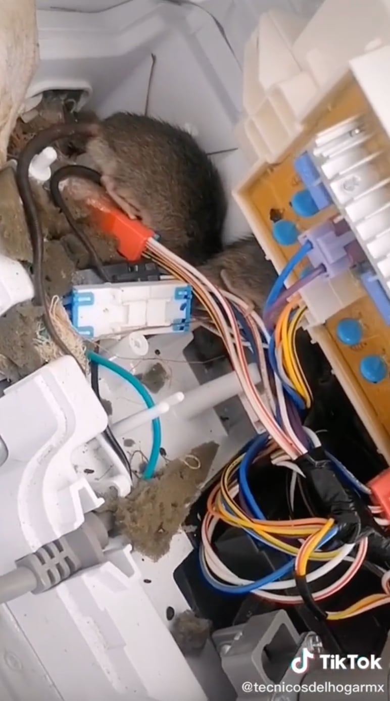 Encuentra ratas dentro de la lavadora
