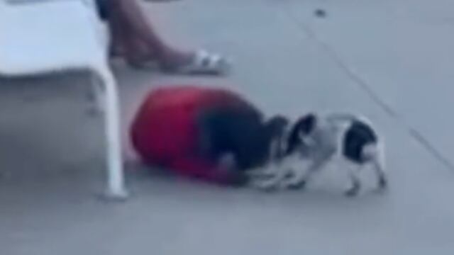 Capta pelea entre un perro y una joven