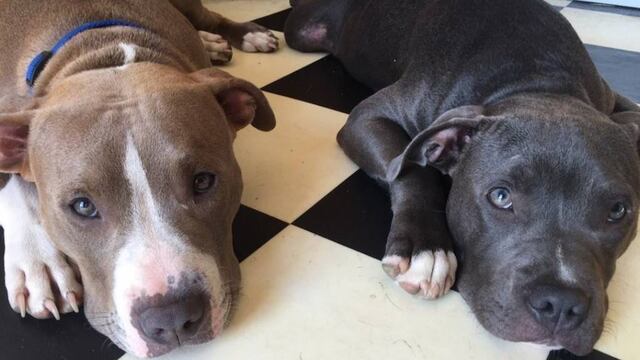 Pitbulls