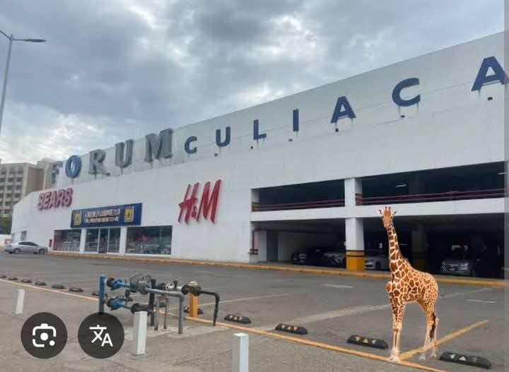 Jirafa en Culiacán