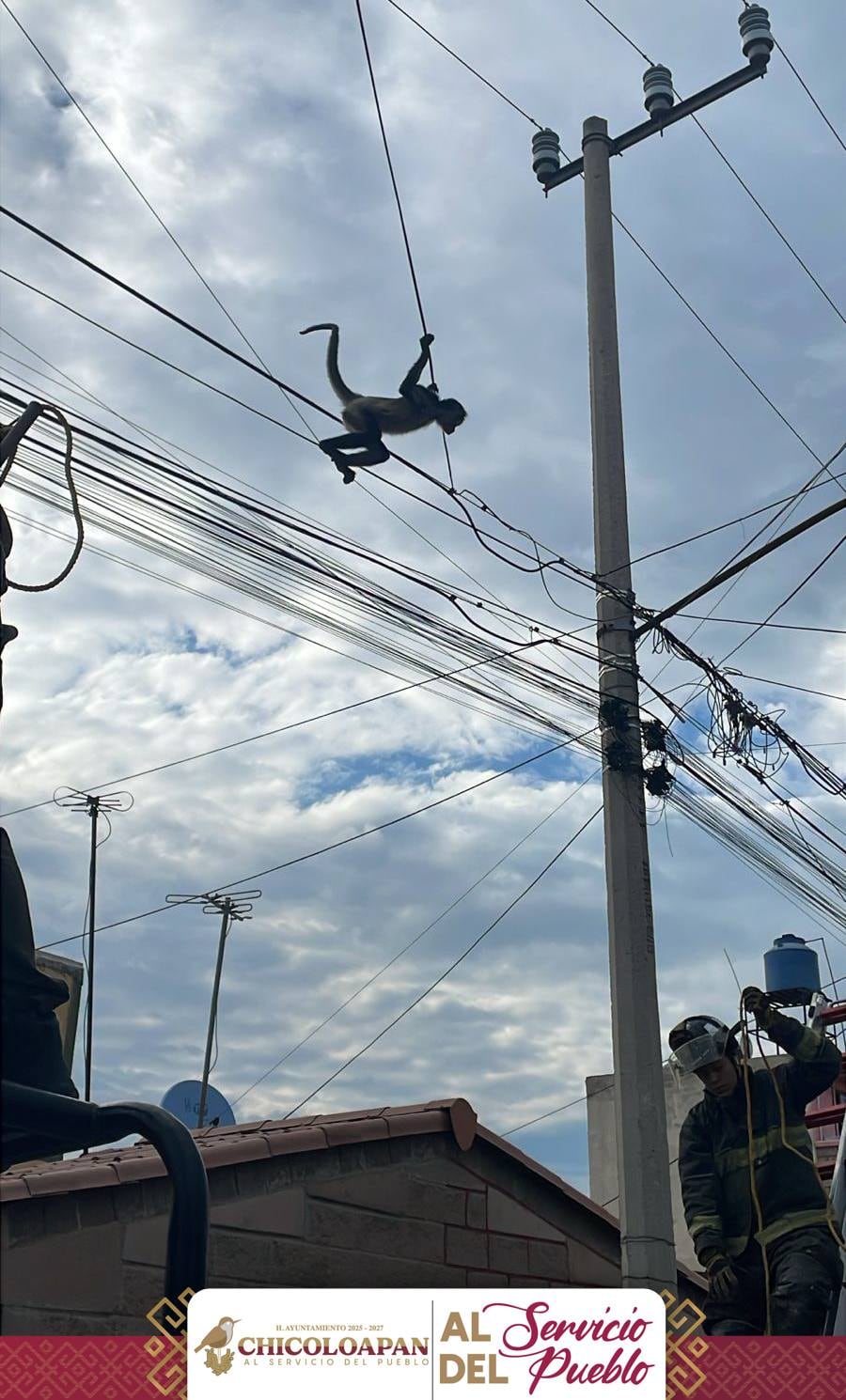 Mono araña, en peligro de extinción, fue visto en Chicoloapan, Estado de México