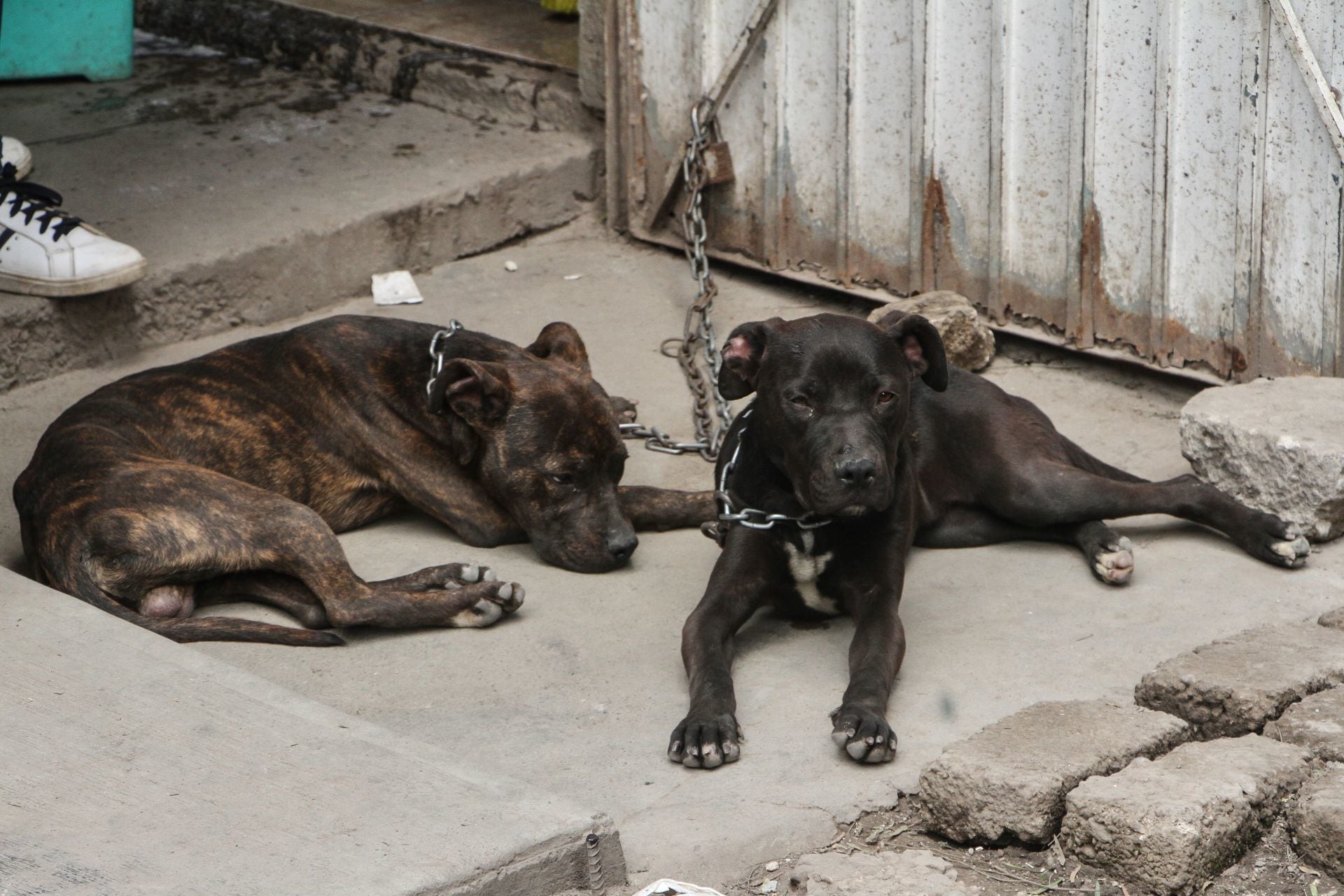 Perros