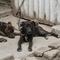 VIDEO: encuentran más de 50 perros en malas condiciones durante desalojo de casa en Miguel Hidalgo