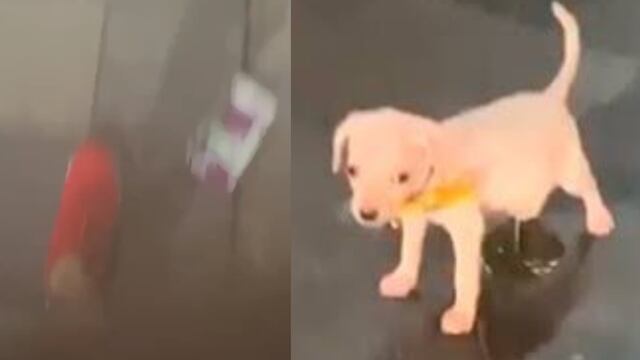 Meme sobre Six Flags México y su video persecución.