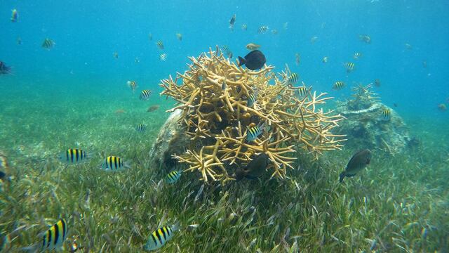 Cementos Moctezuma y The Reef Ball Foundation se unen para repoblar arrecifes en Yucatán