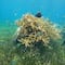 Yucatán: Cementos Moctezuma y The Reef Ball Foundation se unen para repoblar arrecifes cerca de Puerto Progreso