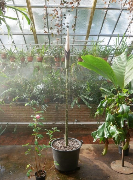 'Planta de pene'