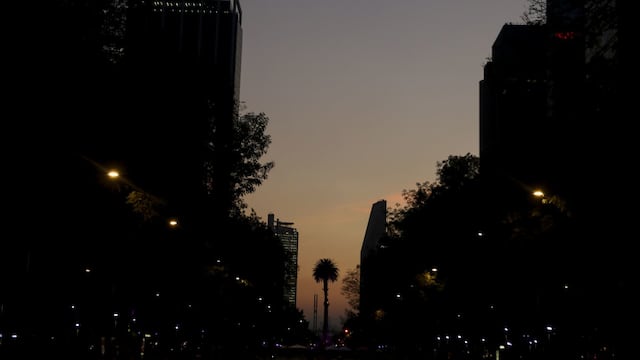 ¿Cómo llegó la palmera a la Glorieta de la Palma? Habitó 110 años el mismo lugar