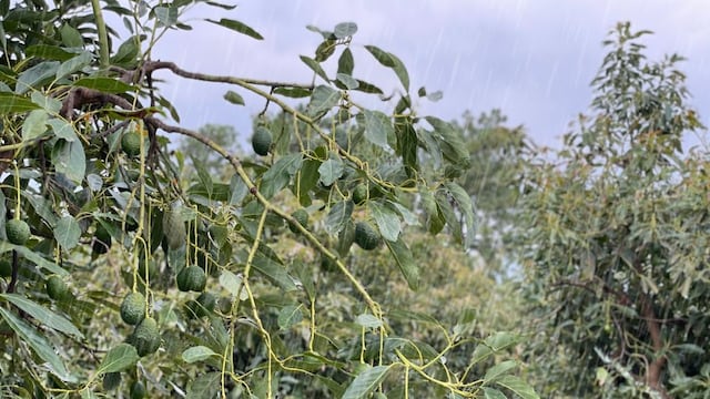 APEAM impulsa Agenda Verde para cultivo de aguacate en Michoacán