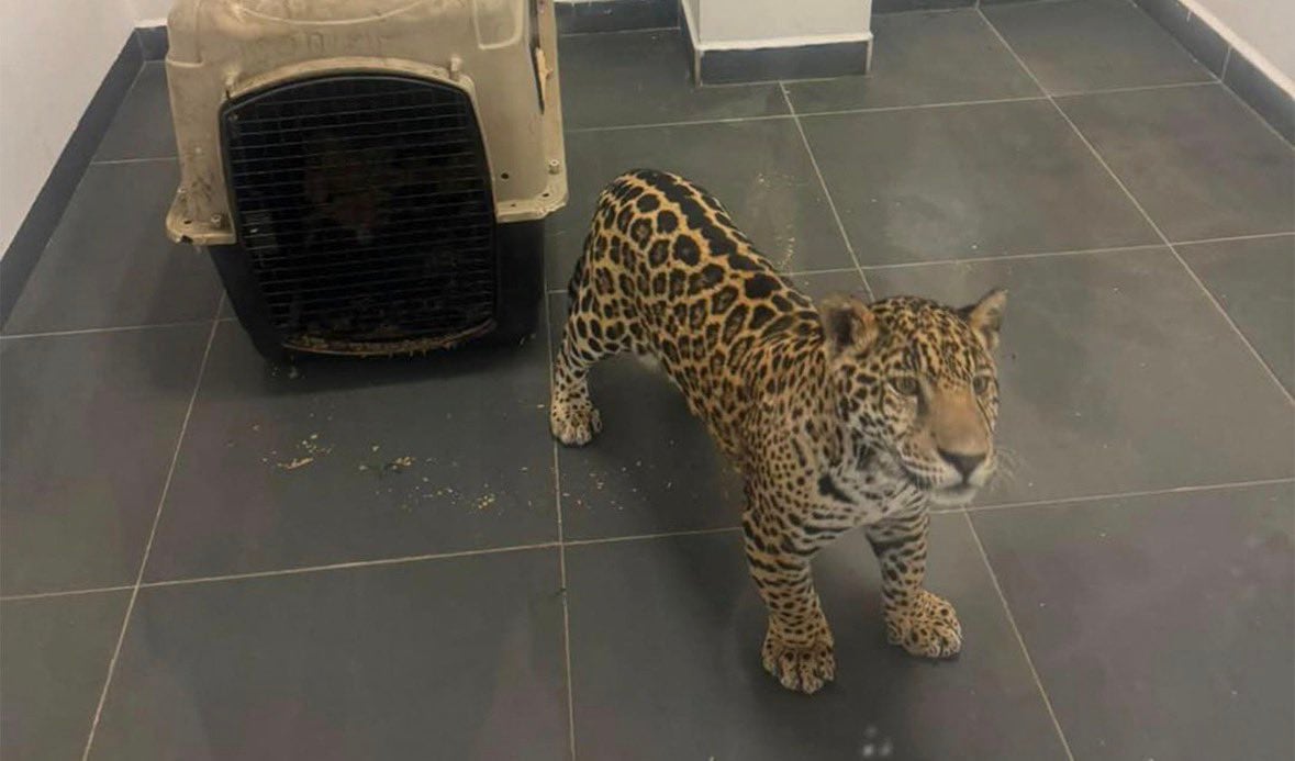 Aseguran a un cachorro de jaguar en Zitácuaro, Michoacán