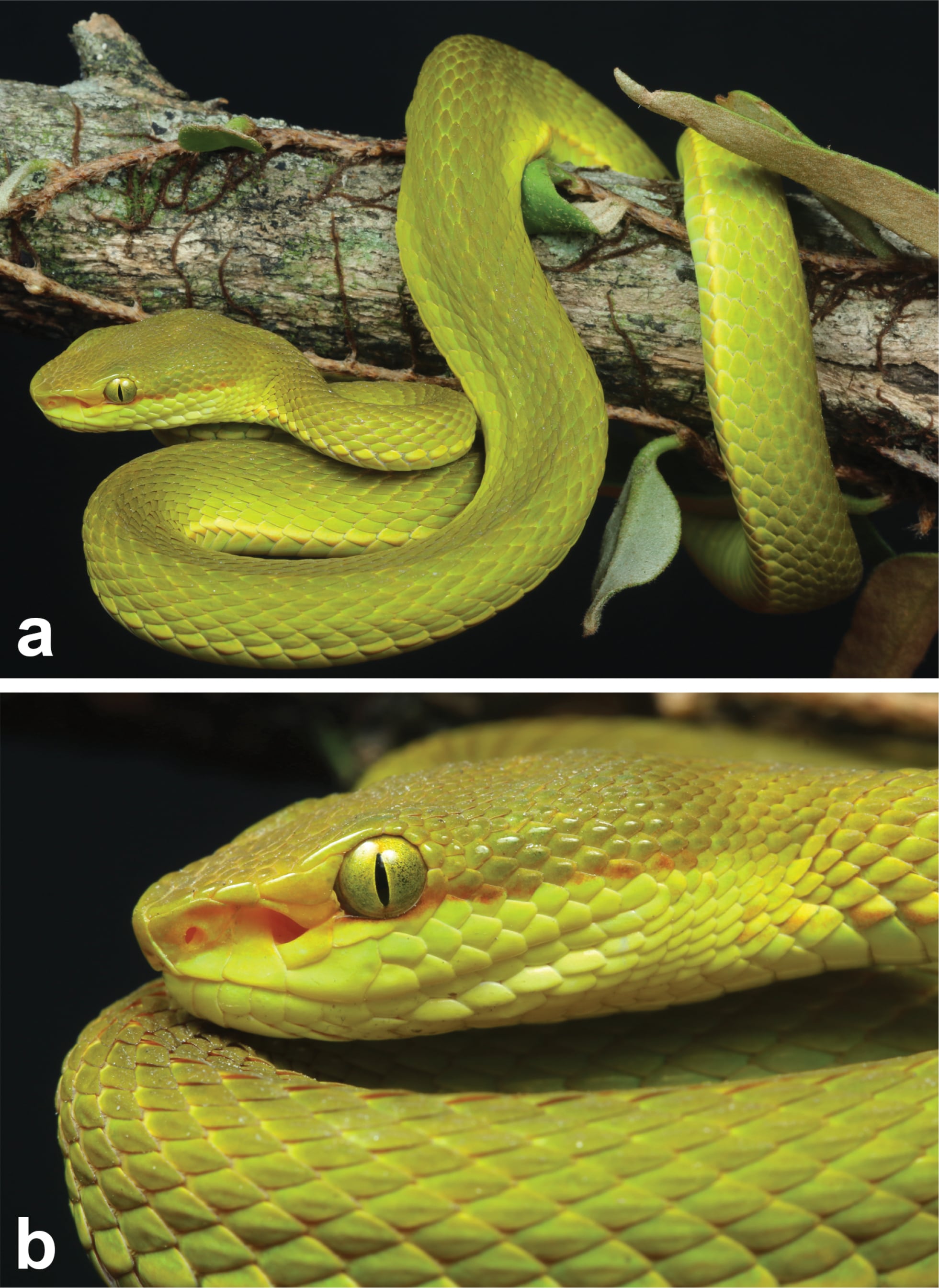 Salazar's pit viper