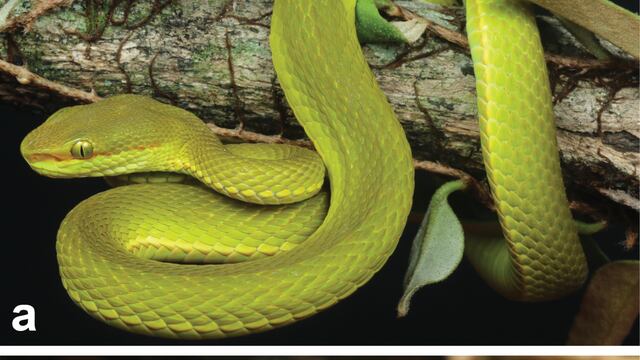 Salazar's pit viper