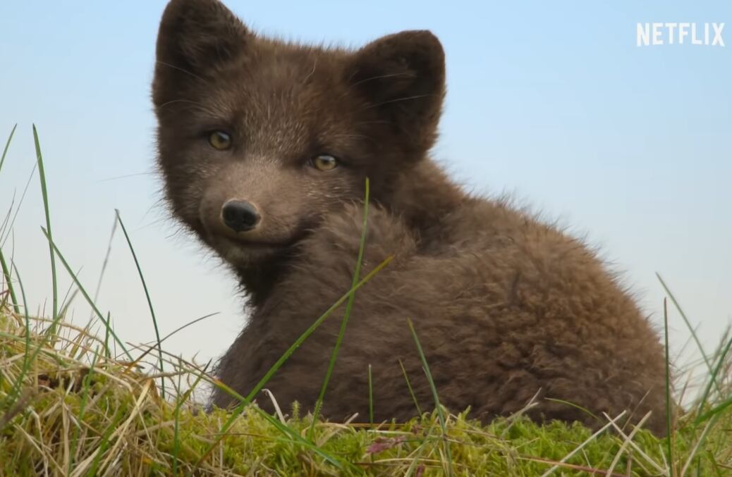 Animales bebés, serie de Netflix