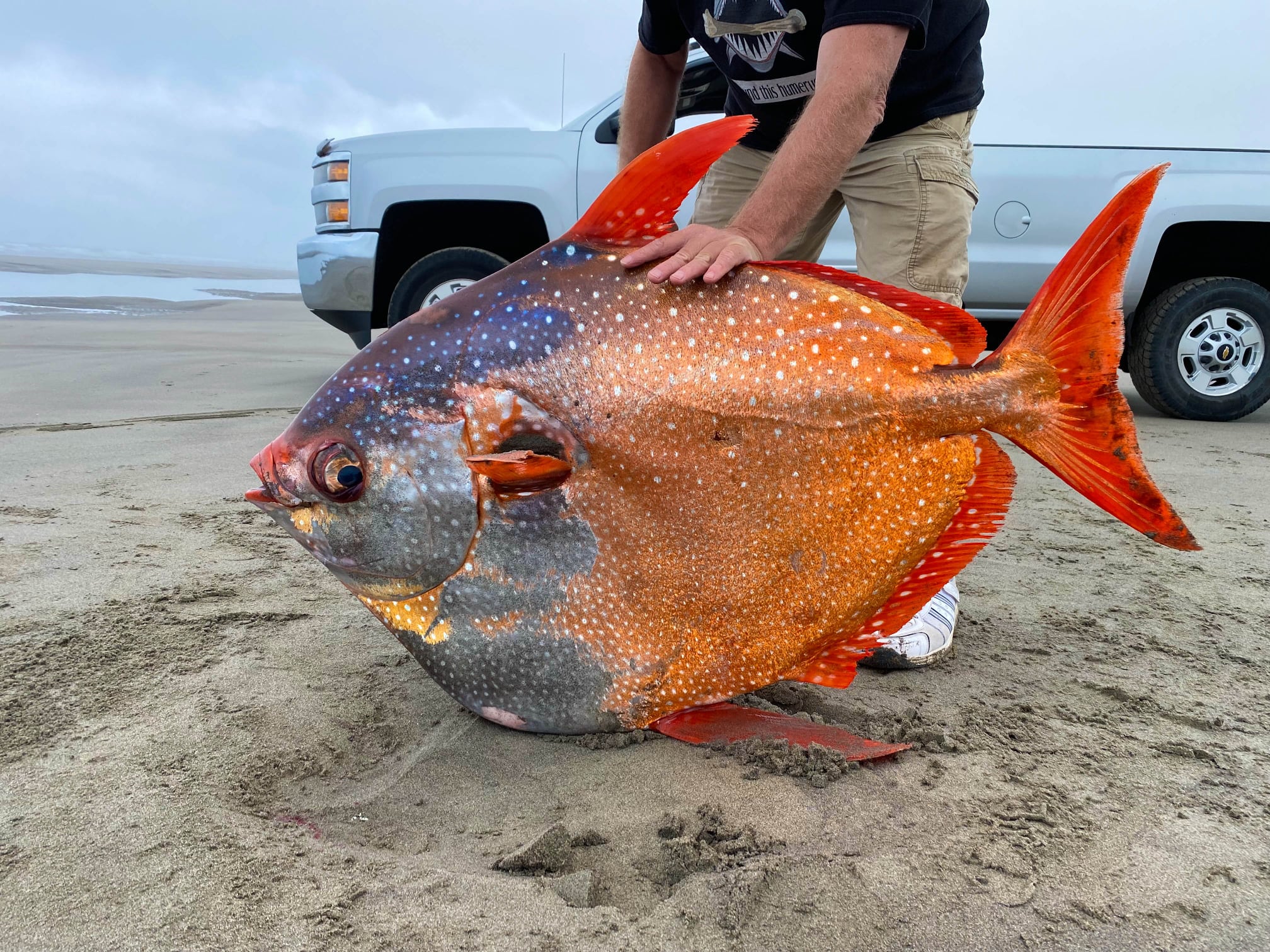 Pez Opah en las costas de Oregon