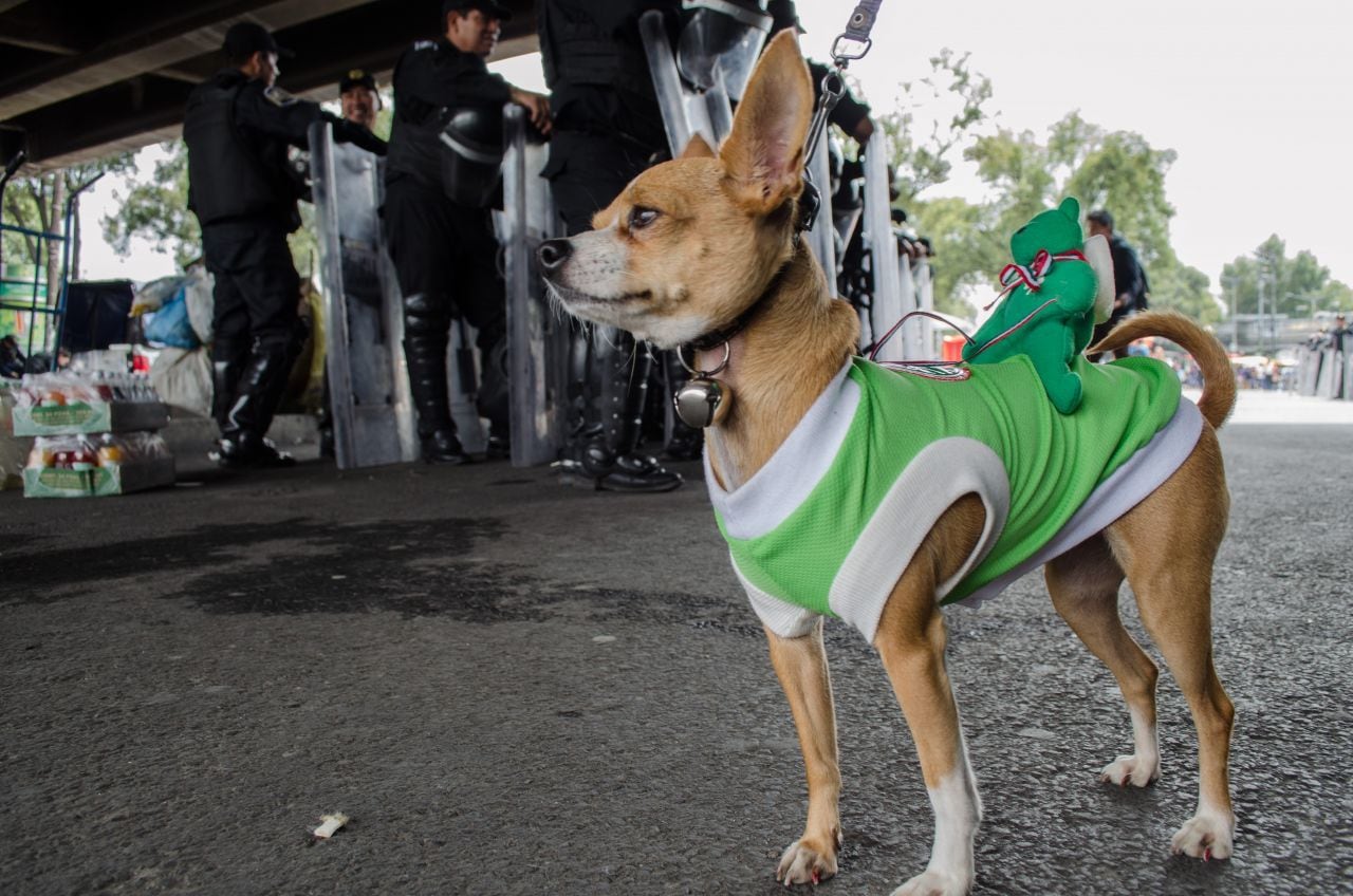 Perro chihuahua