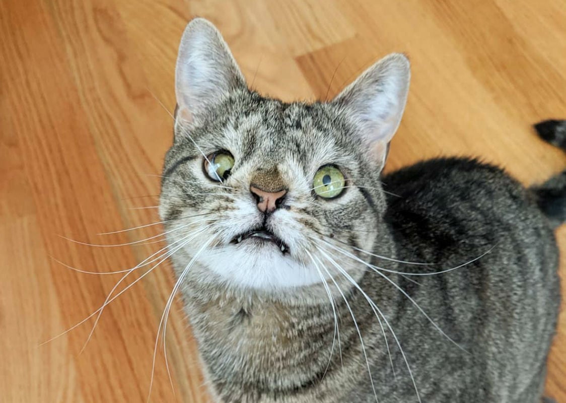 ¿Hay gatos con síndrome de Down? Esto es lo que se sabe sobre el trastorno en los michis