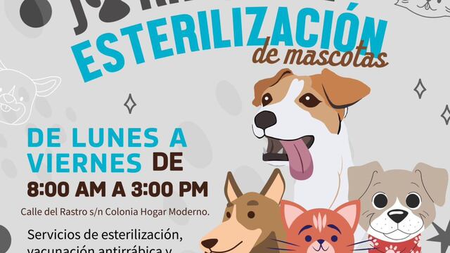 Campaña de esterilización en Acapulco