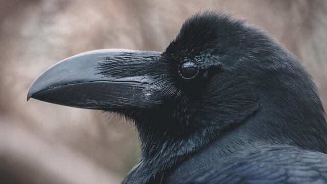Edgar Allan Poe El Cuervo