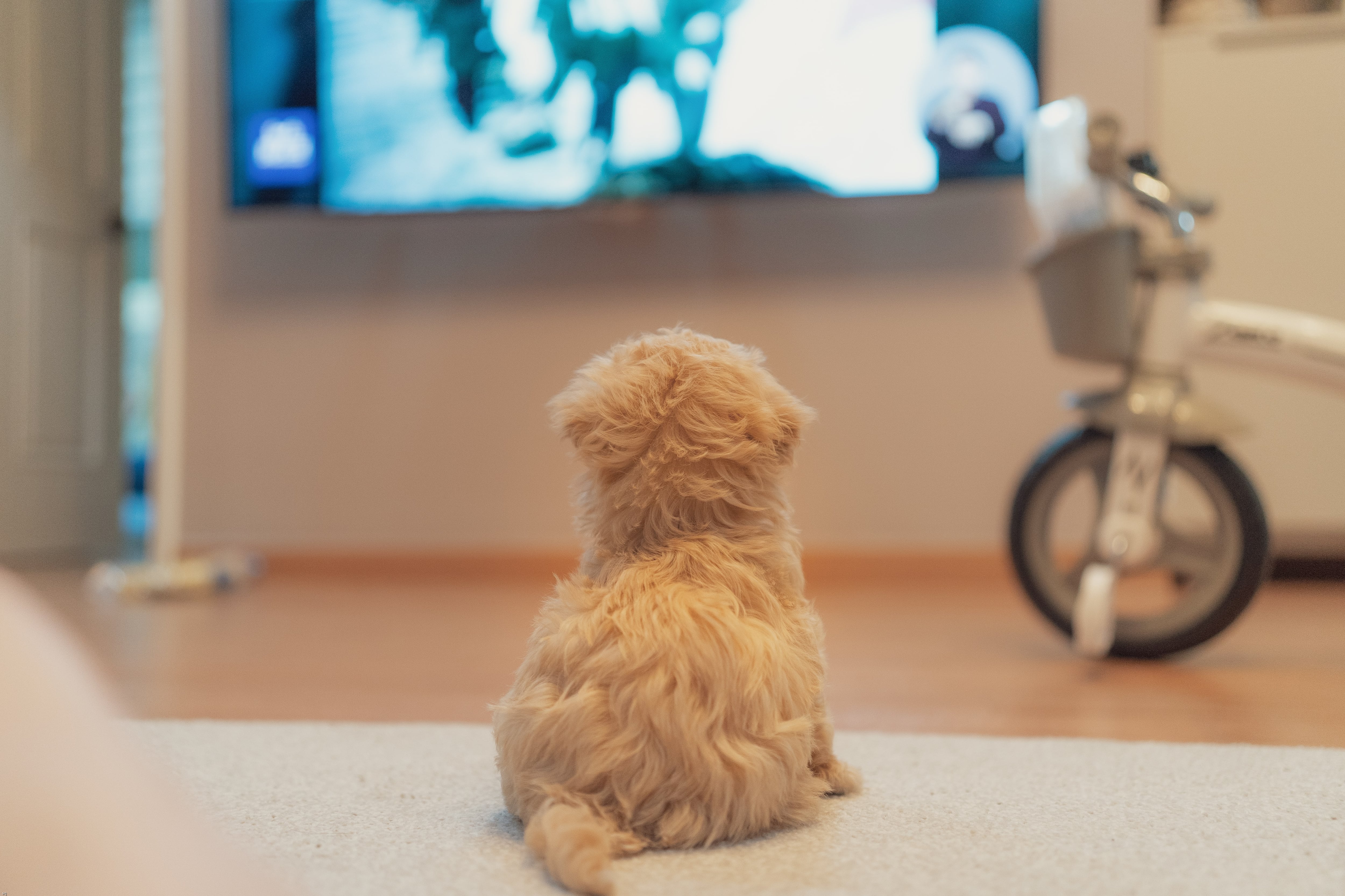 Perro viendo la televisión