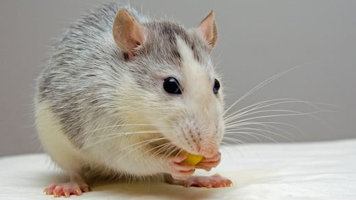 Diagnostican primer caso hantavirus en Alemania