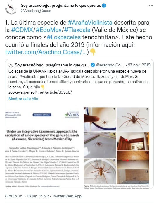 Nueva araña violinista