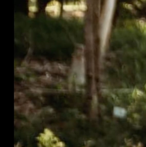 Bebé fantasma de TikTok