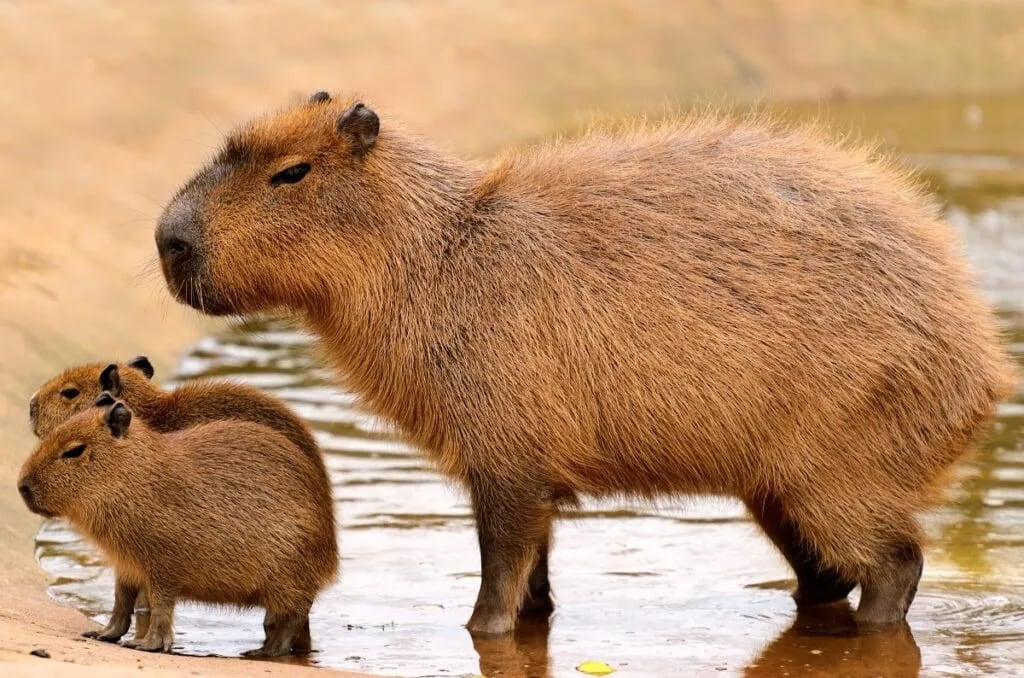 Solo estos países en el mundo tienen capibaras en libertad y ninguno es México