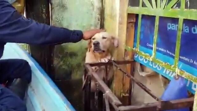 Perro rescatado en Tabasco