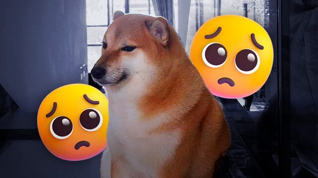 Perrito Cheems es reportado como enfermo