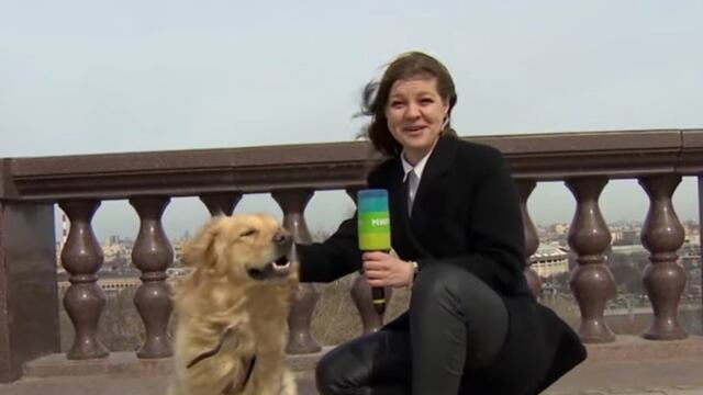 Perro arrebata micrófono a reportera