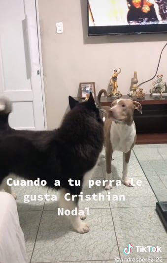 Perrita fan de Christian Nodal