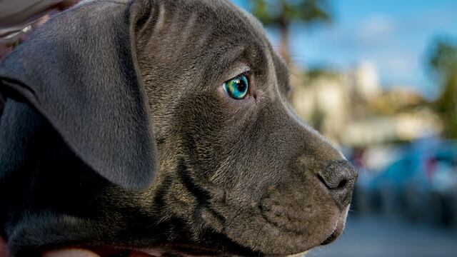 Niño pone en adopción a perro