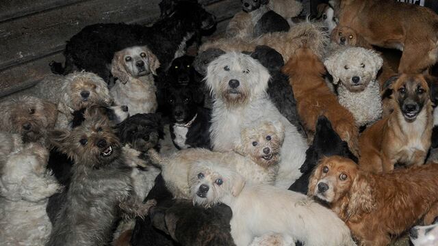 Celebran el día del perro en cinco ciudades del país