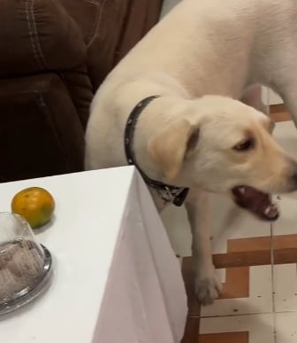 Perro robándose las croquetas de una ofrenda
